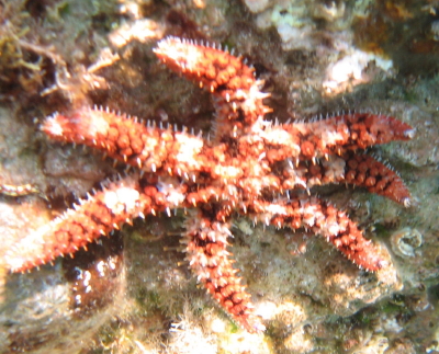 Coscinasterias tenuispina (Lamarck, 1816)